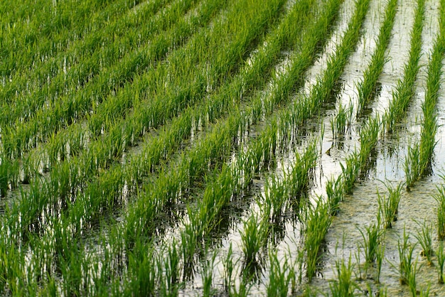 Ackerland gefüllt mit Wasser und angebauten Pflanzen