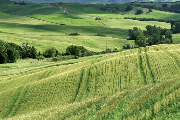 Ackerland in Val dOrcia Toskana