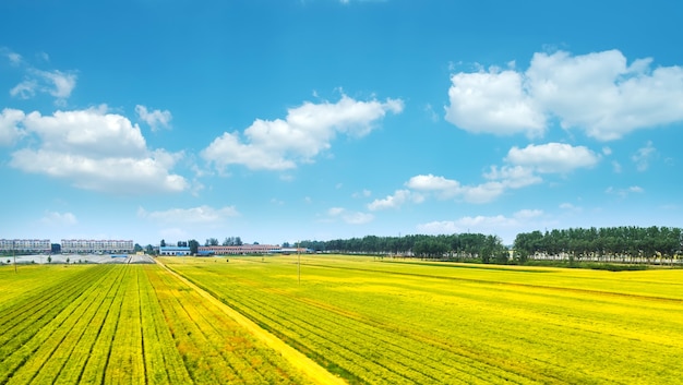 Ackerland unter blauem Himmel und weißen Wolken