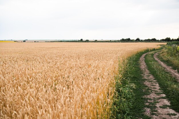 Ackerlandfeld mit gelben reifen Ähren am sonnigen Sommertag