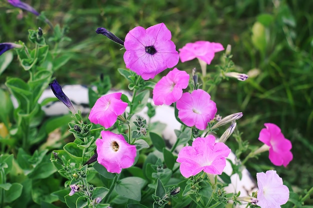 Ackerwinde, Convolvulus sp. lila Blume, verderbliche Unkrautpflanze.