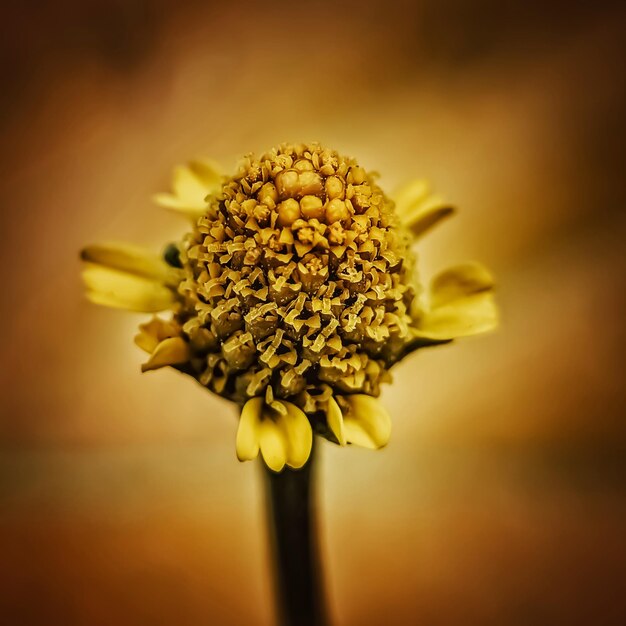 Foto acmella oleraceais una especie de hierba con flores de la familia de las asteráceas