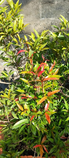 Foto acmena plant tirada de um ângulo de close