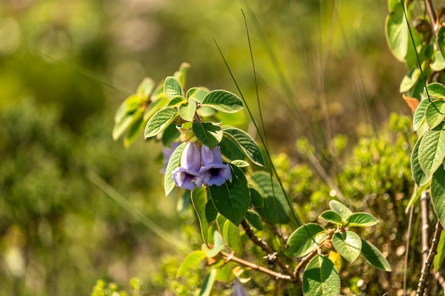 Acnistus australis blaue engelsförmige Blume im grünen Wald