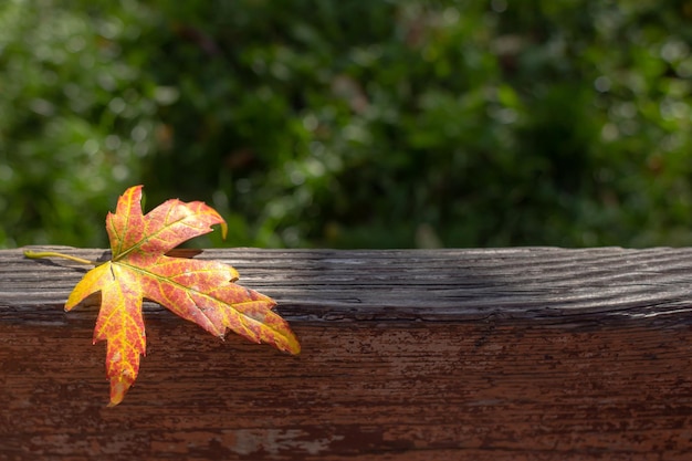 Acogedor fondo de otoño. Patrón de hoja de árbol. Hoja de arce caída solitaria. Colores brillantes. Otoño calido.