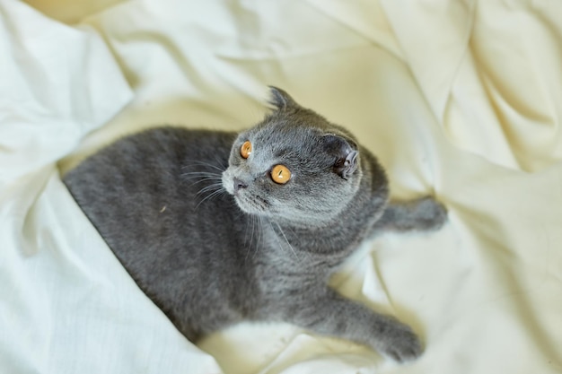 Acogedor gato plegable escocés gris tendido bajo una manta en una cama en casa