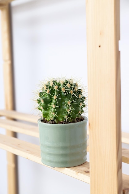 Acogedor pasatiempo que cultiva plantas de interior en casa