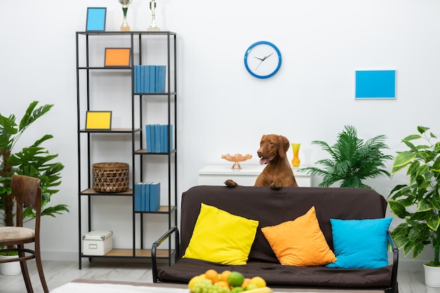 Una acogedora sala de estar con un perro y una decoración colorida que invita a la comodidad y el estilo dentro