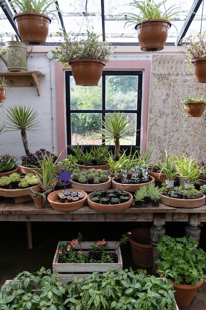 Acogedora tienda de plantas con macetas en escaparate de madera estudio de diseño floral en casa pequeña empresa