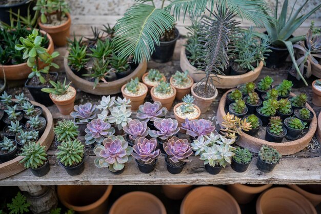 Acogedora tienda de plantas con macetas en escaparate de madera estudio de diseño floral en casa pequeña empresa