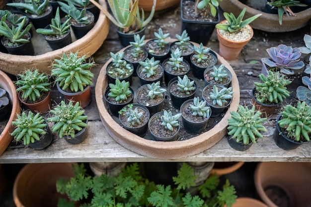 Acogedora tienda de plantas con macetas en escaparate de madera estudio de diseño floral en casa pequeña empresa