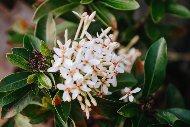 Una Acokanthera o flores de jazmín de las Indias Occidentales