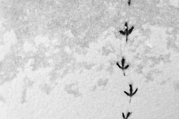 Acompanhe os rastros de um pombo na neve. Fundo abstrato neve natural.