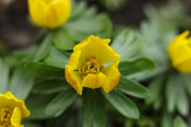 Aconita de invierno Eranthis hyemalis en flor