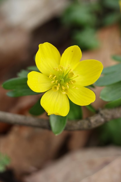 Aconita de invierno Eranthis hyemalis en flor