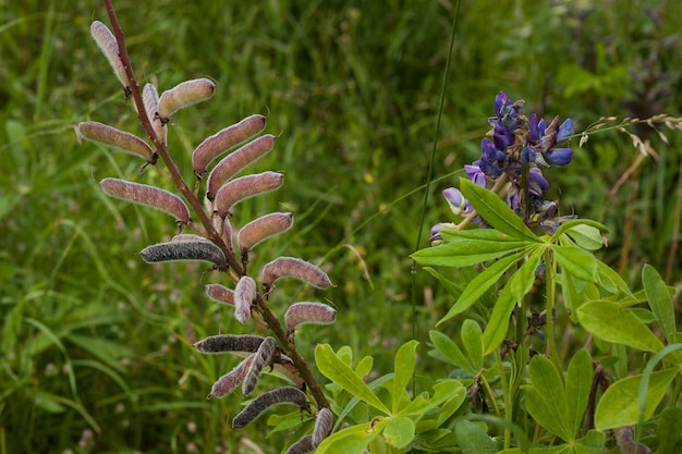 Aconitum paniculatum Aconitum cammarum acônito abril com sementes em vagens