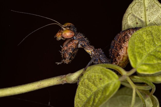 Acontistid Mantis Nymphe der Gattung Metaphotina