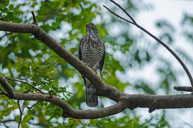 Açor-de-crista na natureza