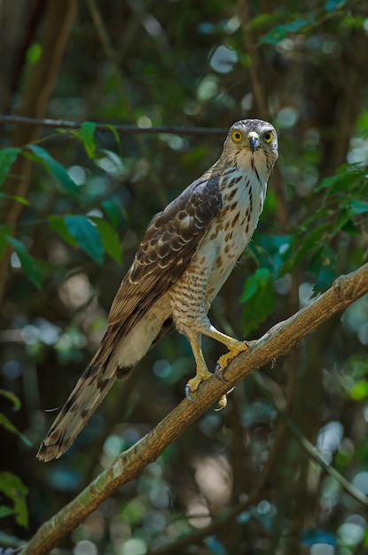 Açor-de-crista na natureza