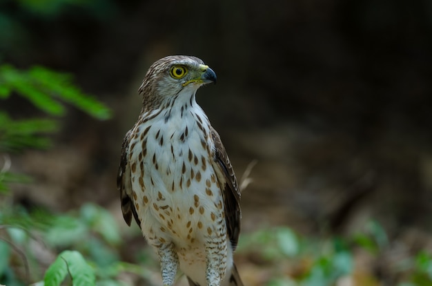 Açor-de-crista na natureza