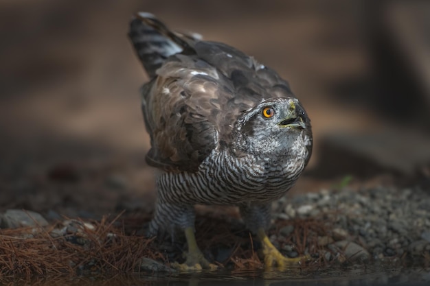 Açor do norte, Accipiter gentilis