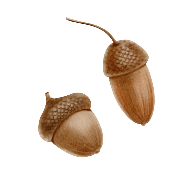 Acorns como símbolo del otoño Halloween Acción de Gracias Ilustración de acuarela botánica en estilo realista sobre un fondo transparente Clipart estacional pintado a mano para las vacaciones de otoño