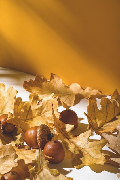 Foto acorns y hojas secas de roble amarillo en blanco cerca de la pared amarilla con sombra de árbol cerca