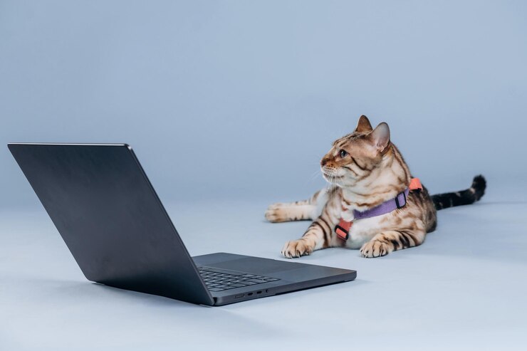 Foto acostado junto a la computadora portátil hermoso gato de bengala contra un fondo azul claro