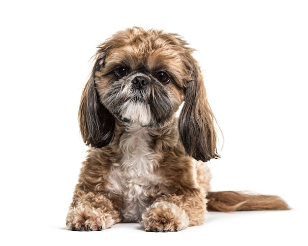 Acostado Shih Tzu, aislado en blanco