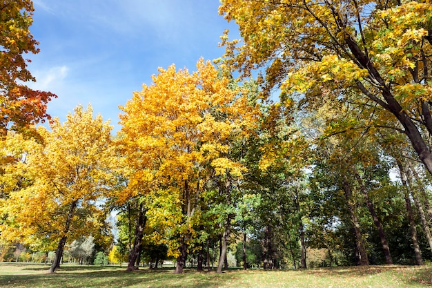 Acostado en el suelo hojas de arce amarillas en la temporada de otoño. Ubicación en el parque. Pequeña profundidad de campo.