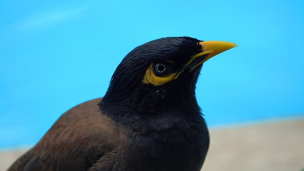 Foto acridotheres tristis pássaro close-up