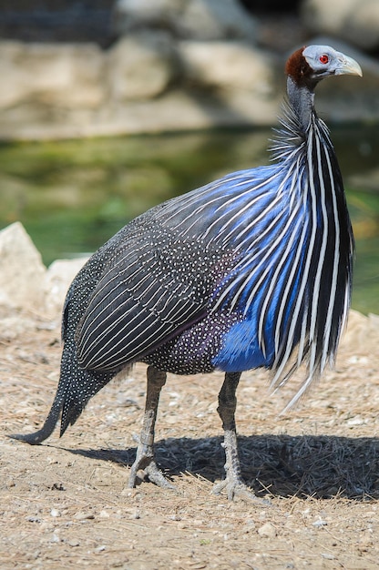 Foto acryllium vultrinum es un pájaro guineafowl vulturine