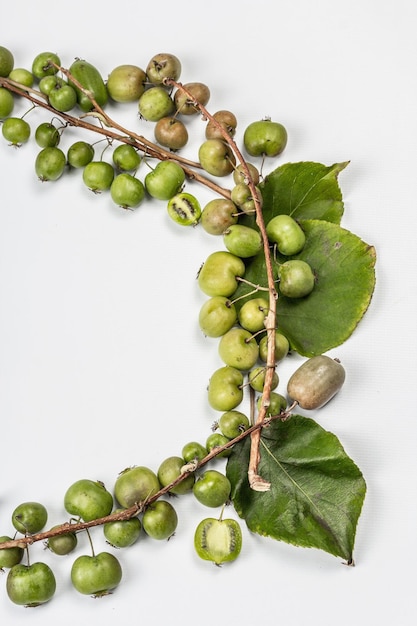 Actinidia arguta madura o kiwi aislado sobre fondo blanco. Un marco de frutas frescas con hojas verdes, maqueta, plantilla