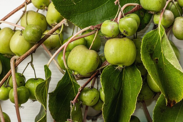 Actinidia arguta madura o kiwi sobre fondo blanco de madera. Ramas de frutas frescas con hojas verdes.