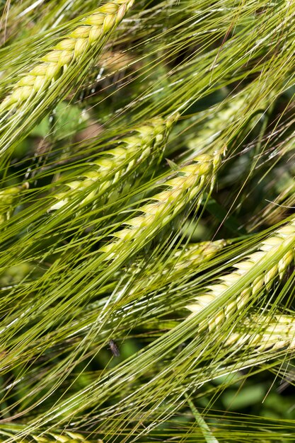 Foto actividad agrícola para el cultivo de trigo