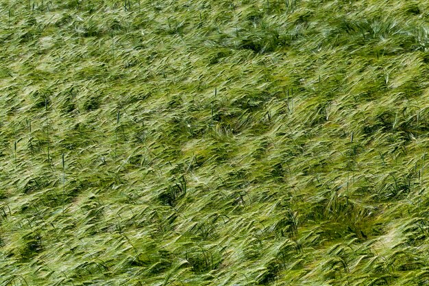 Actividad agrícola para el cultivo de trigo