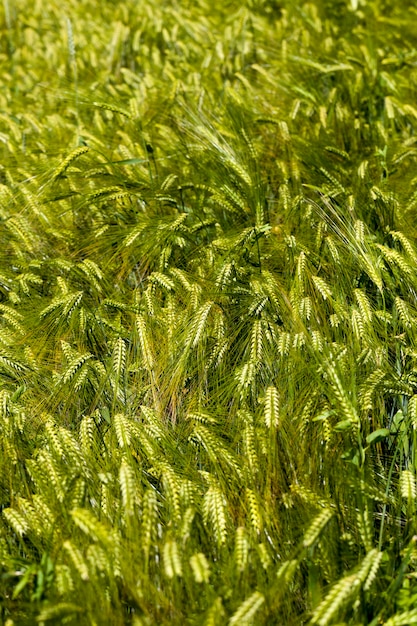 Foto actividad agrícola para el cultivo de trigo