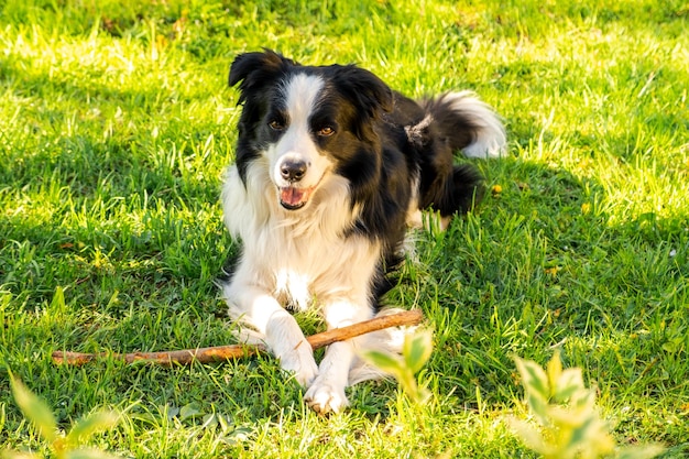 Actividad de mascotas lindo cachorro border collie acostado sobre la hierba masticando palo perro mascota con gracioso fa