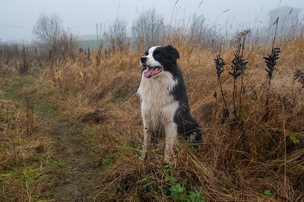 Actividad de mascotas Lindo cachorro de perro border collie sentado en el bosque de otoño al aire libre Perro mascota caminando en el día de otoño brumoso Perro caminando Hola Concepto de clima frío de otoño