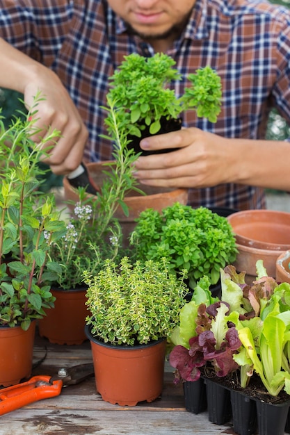 Actividad que estimula la salud mental y cerebral. Hombre de jardinería plantando y cultivando comida local, hierbas picantes para huerto urbano, pasatiempo ecológico y ocio, concepto de consumo sostenible.