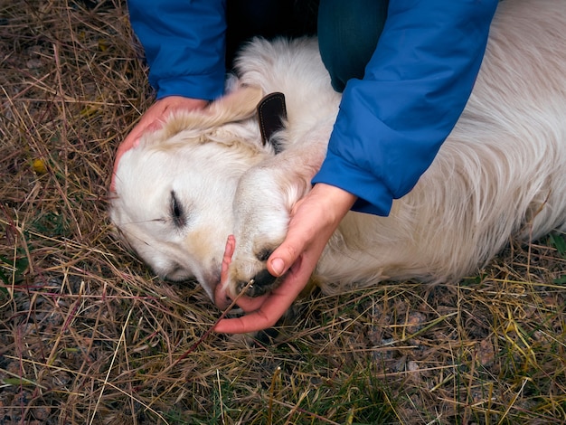 Actividades al aire libre y diversión con golden retriever. Jugando con labrador sobre pasto seco.