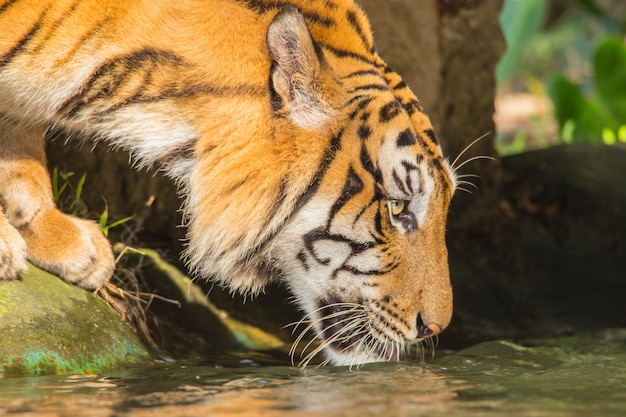 actividades de tigre en un día caluroso