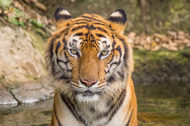 actividades de tigre en un día caluroso