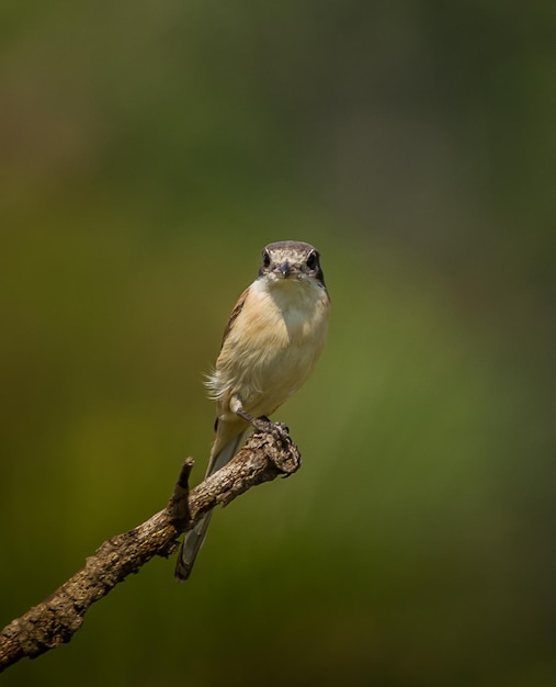 Actuación en "The Shrike" birmano Lanius collurioides en las ramas de los árboles