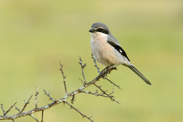 Actuación en `` The Shrike '' gris meridional, Lanius meridionalis