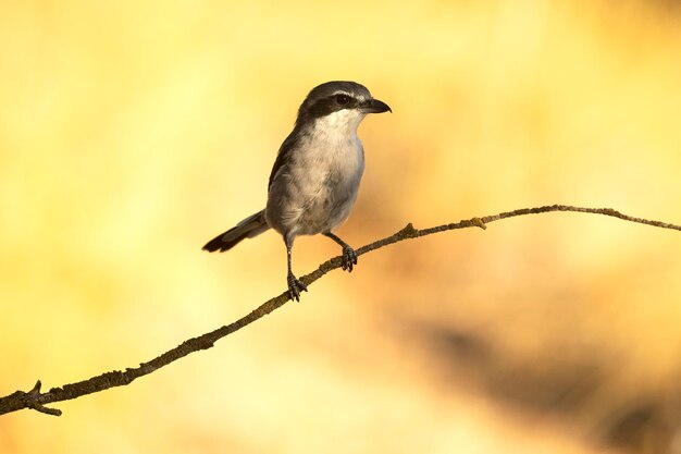 Actuación en "The Shrike" gris del sur en un bosque mediterráneo con la última luz de un día de verano