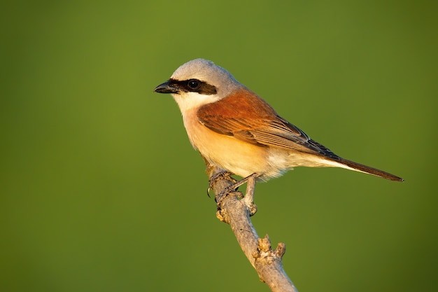 Actuación en `` The Shrike '' de lomo rojo descansando sobre un árbol a la luz del verano