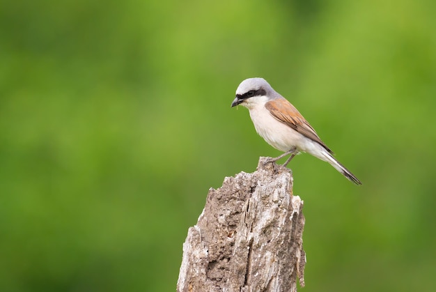 Actuación en "The Shrike" de lomo rojo Lanius collurio El macho se sienta en un viejo tocón de árbol seco