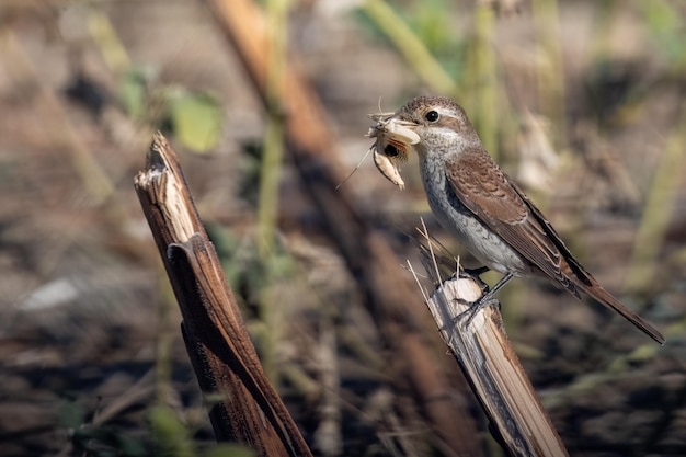 Actuación en "The Shrike" Redbacked hembra o Lanius collurio comiendo mantis religiosa