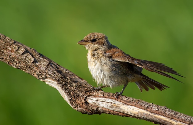 Actuación en "The Shrike" Redbacked Lanius collurio Un pájaro joven se sienta en una rama limpia plumas húmedas